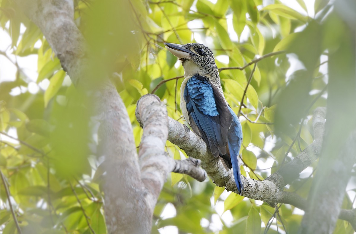 Spangled Kookaburra - ML641783050
