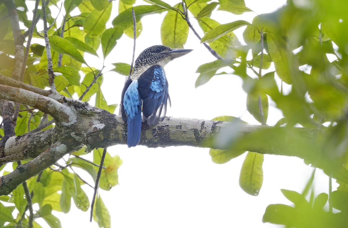 Spangled Kookaburra - ML641783051
