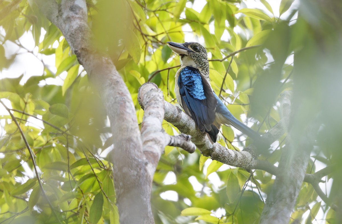 Spangled Kookaburra - ML641783052
