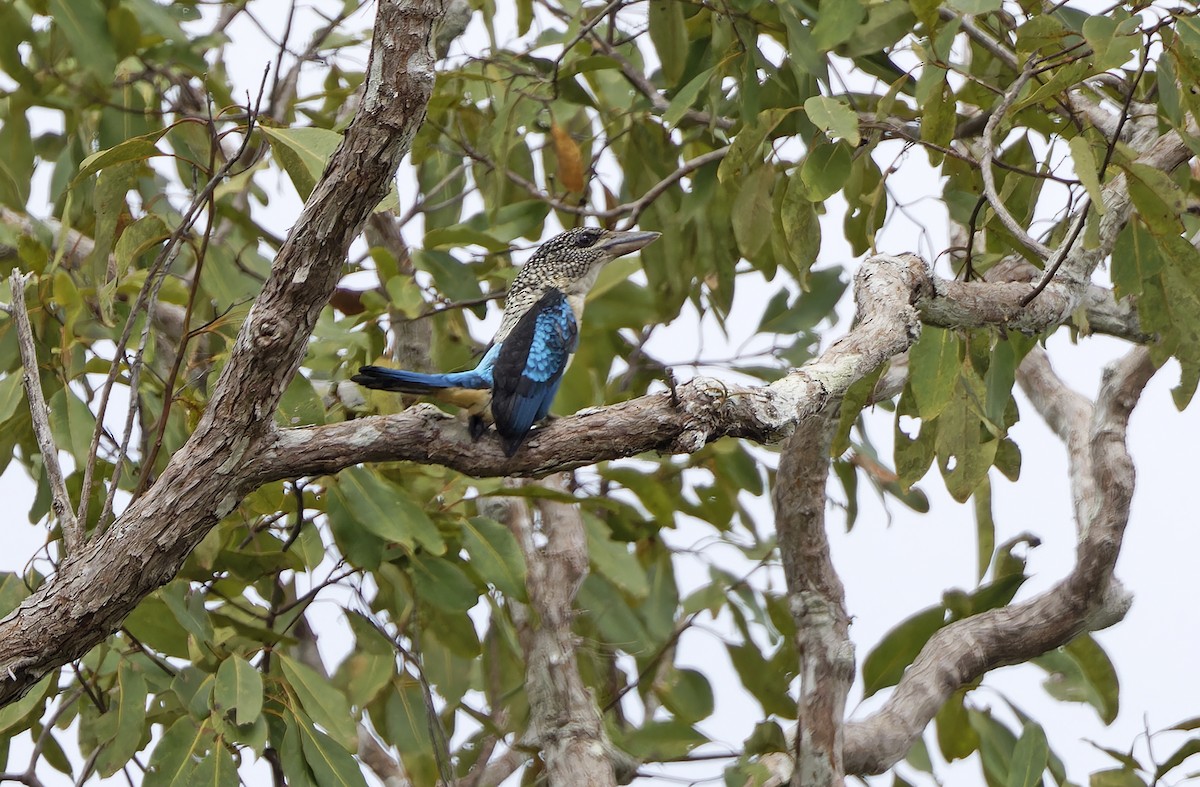 Spangled Kookaburra - ML641783055