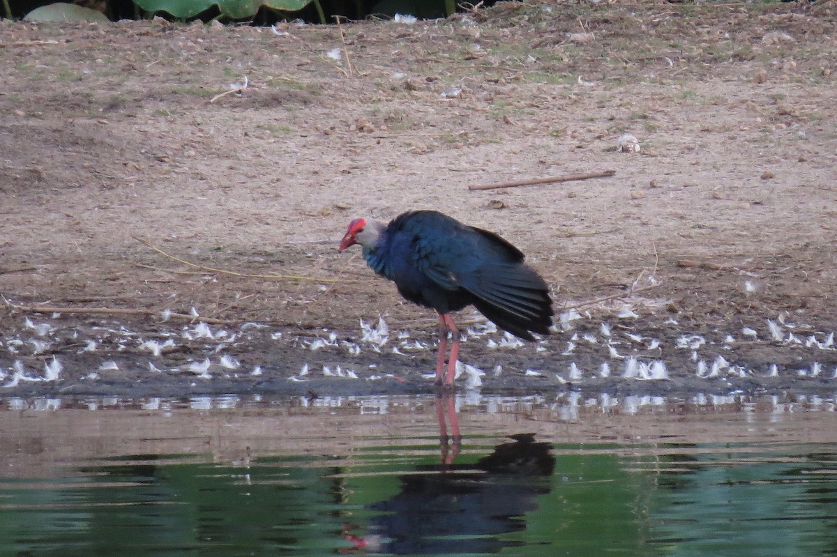 Gray-headed Swamphen - ML641783059