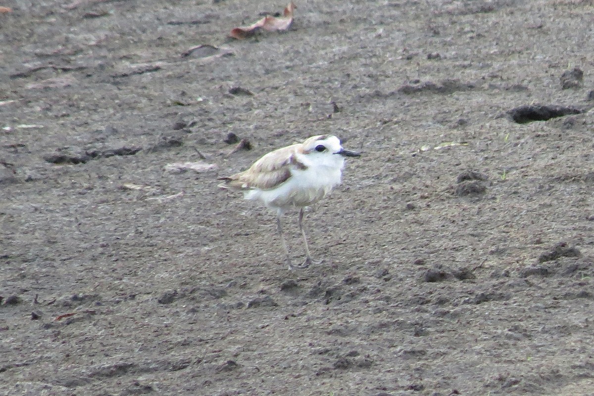 White-faced Plover - ML641783061