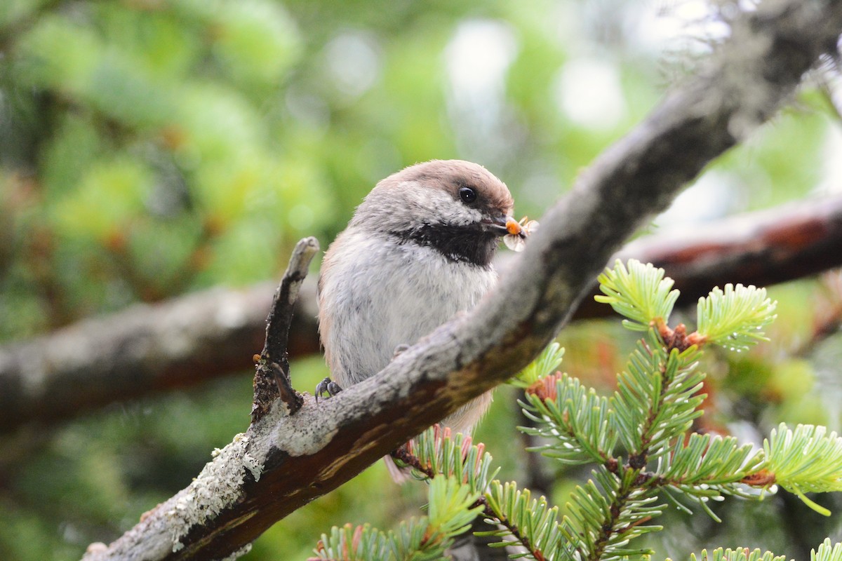 Mésange à tête brune - ML641783100