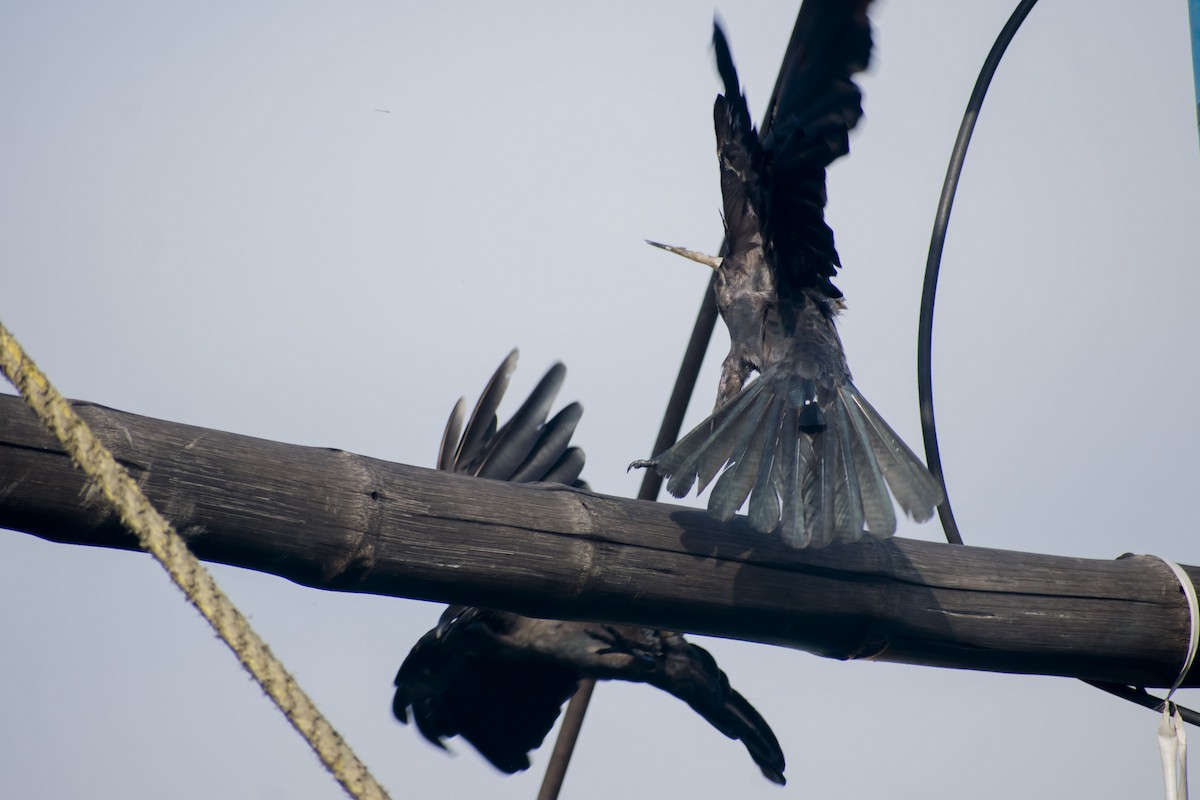 Corbeau familier - ML641783106