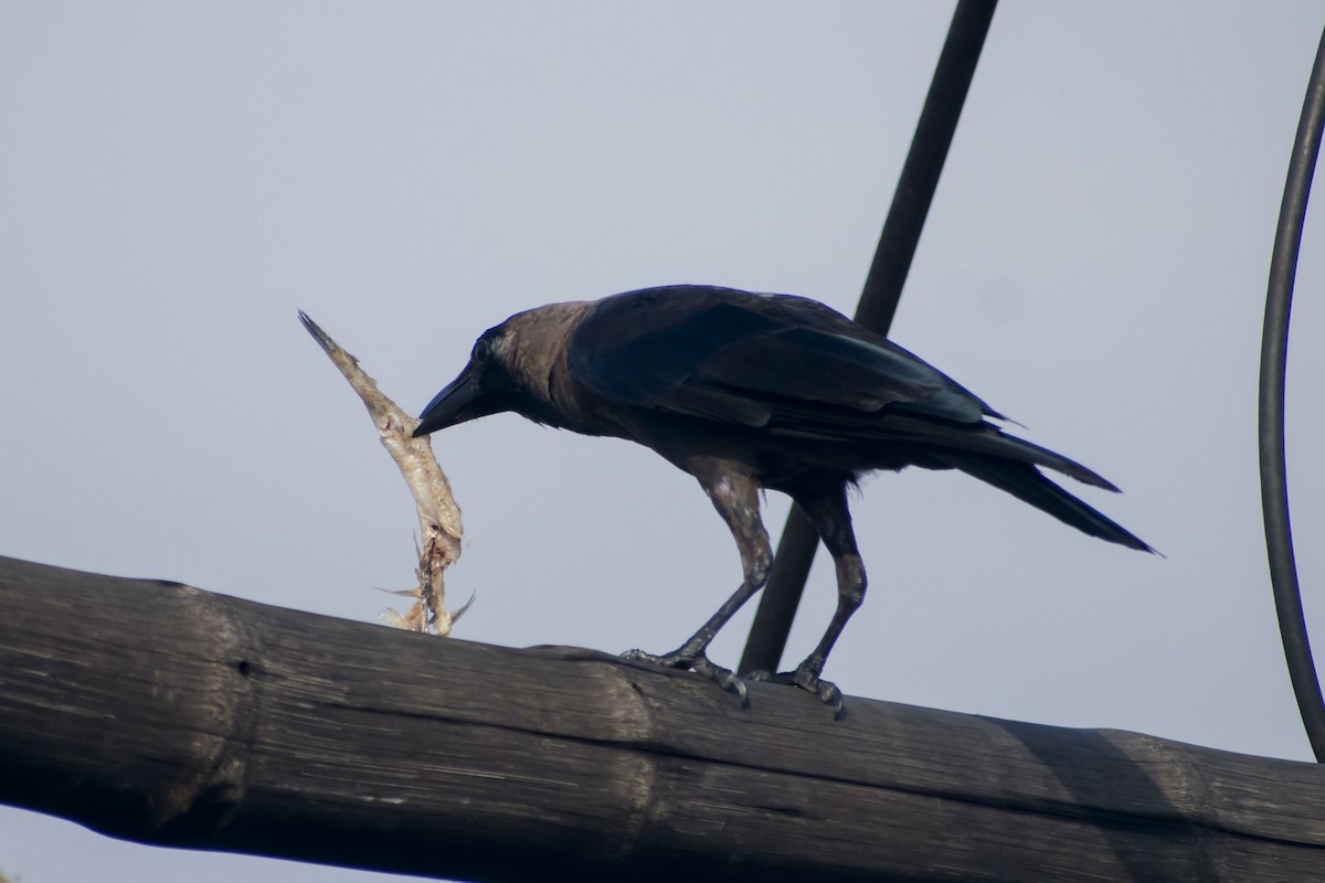 Corbeau familier - ML641783107