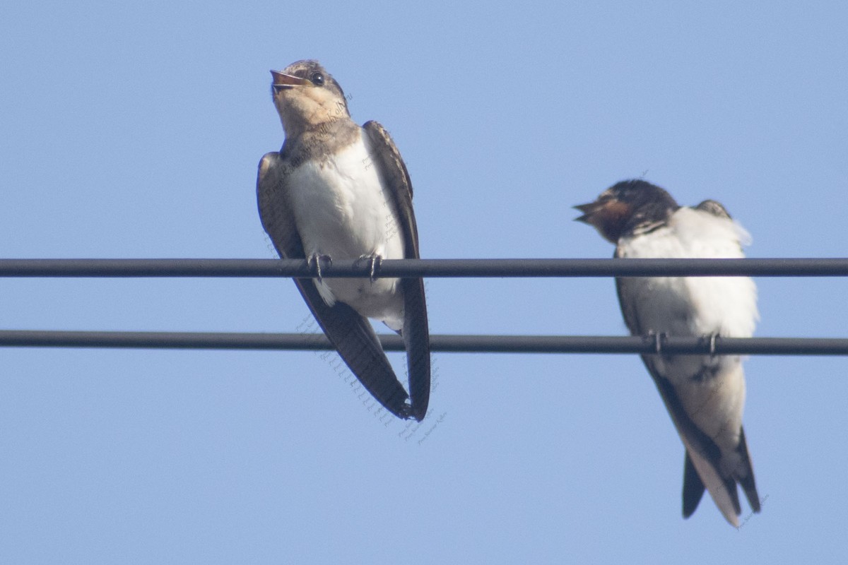 Hirondelle rustique - ML641783110