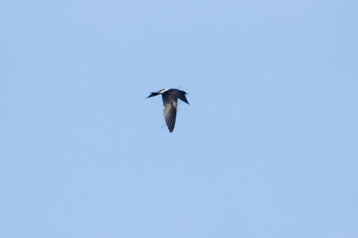 Hirondelle rustique - ML641783112