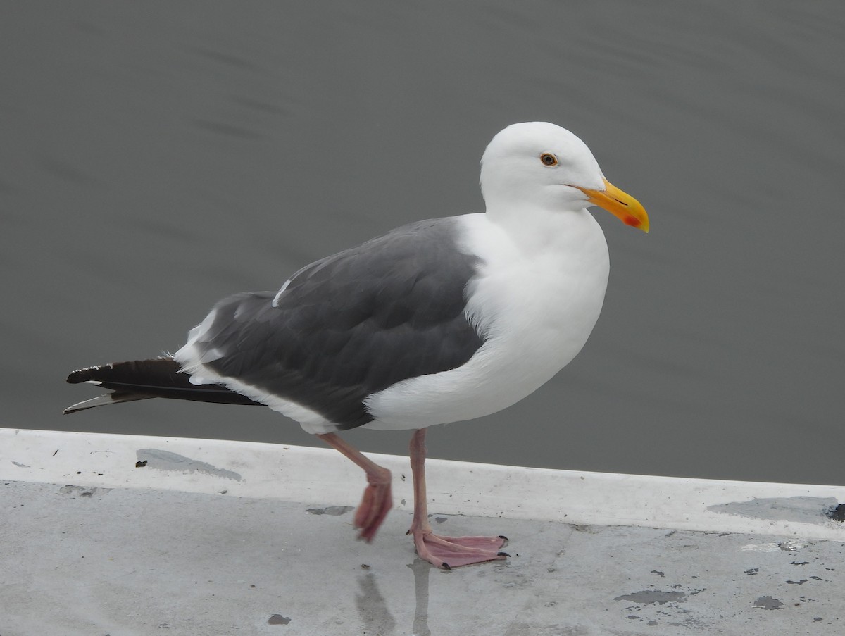 Goéland d'Audubon - ML641783114