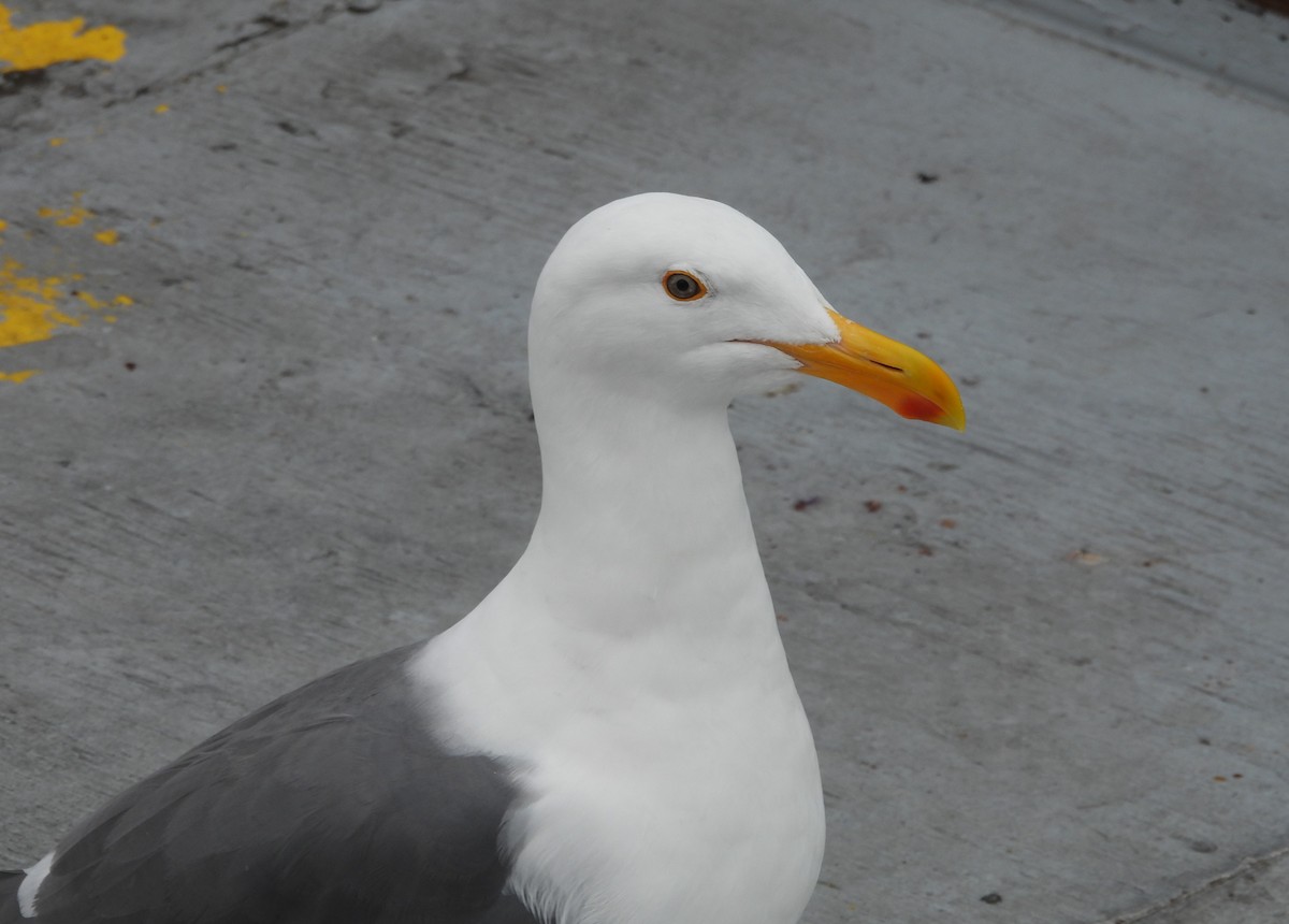Goéland d'Audubon - ML641783116