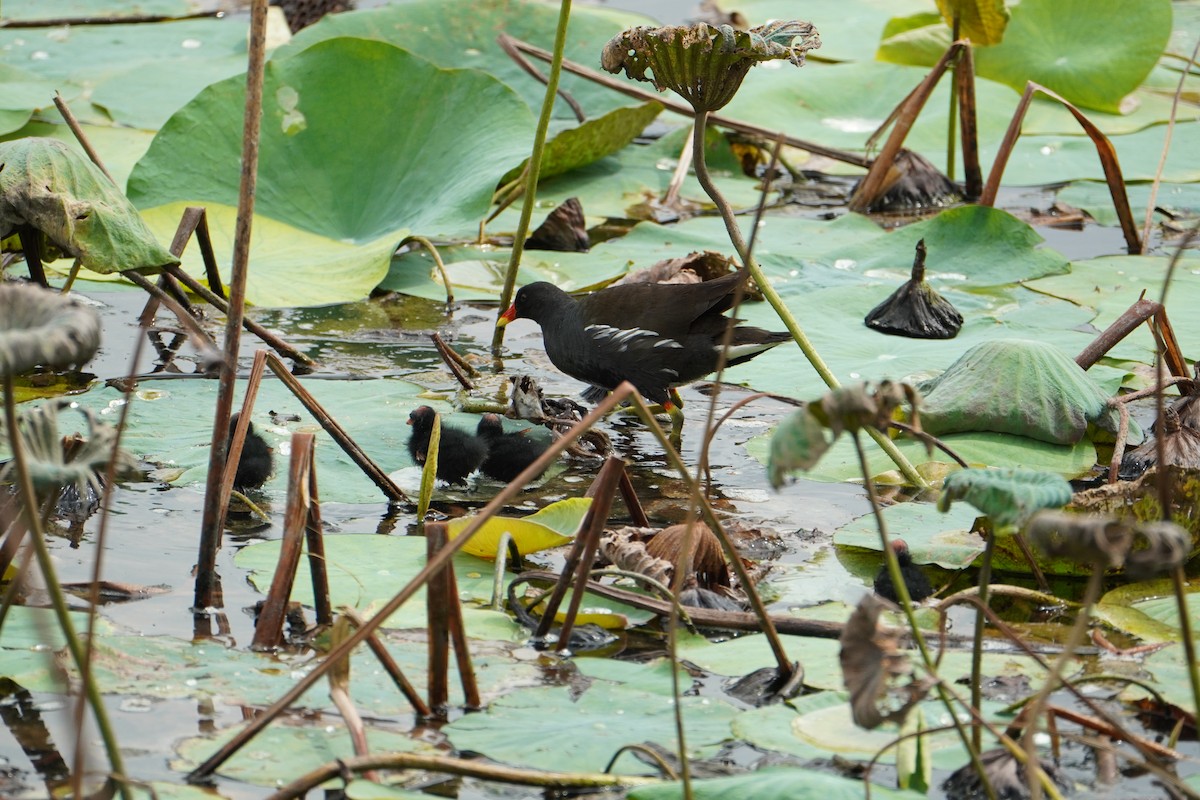Gallinule poule-d'eau - ML641783120