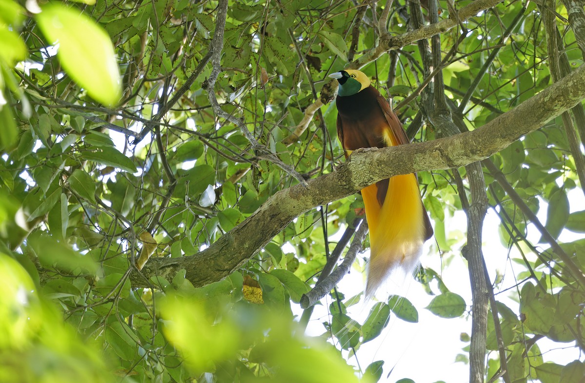 Greater Bird-of-Paradise - ML641783122