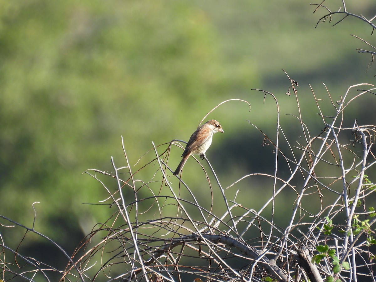 Red-backed Shrike - ML641783123