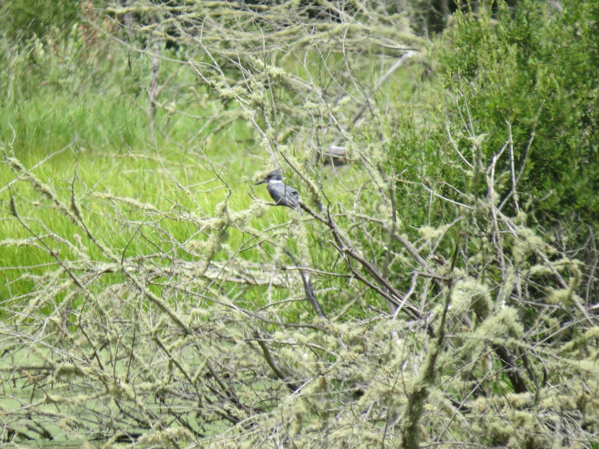 Belted Kingfisher - ML641783124