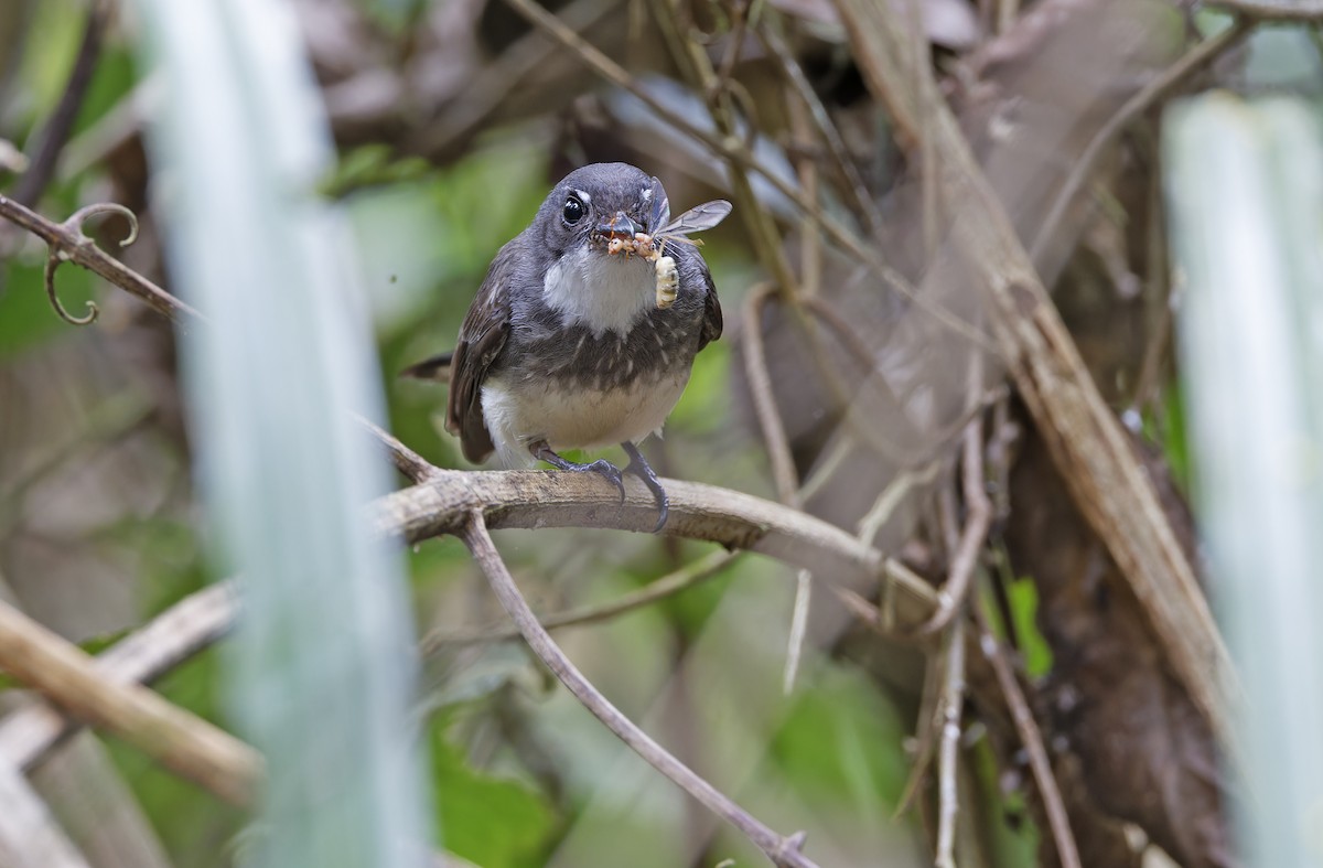 Northern Fantail - ML641783125