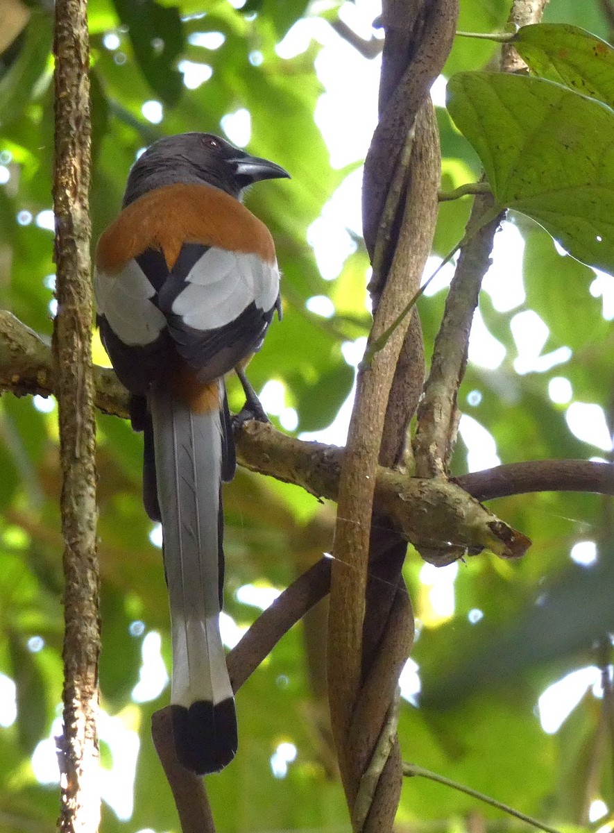 Rufous Treepie - ML641783126