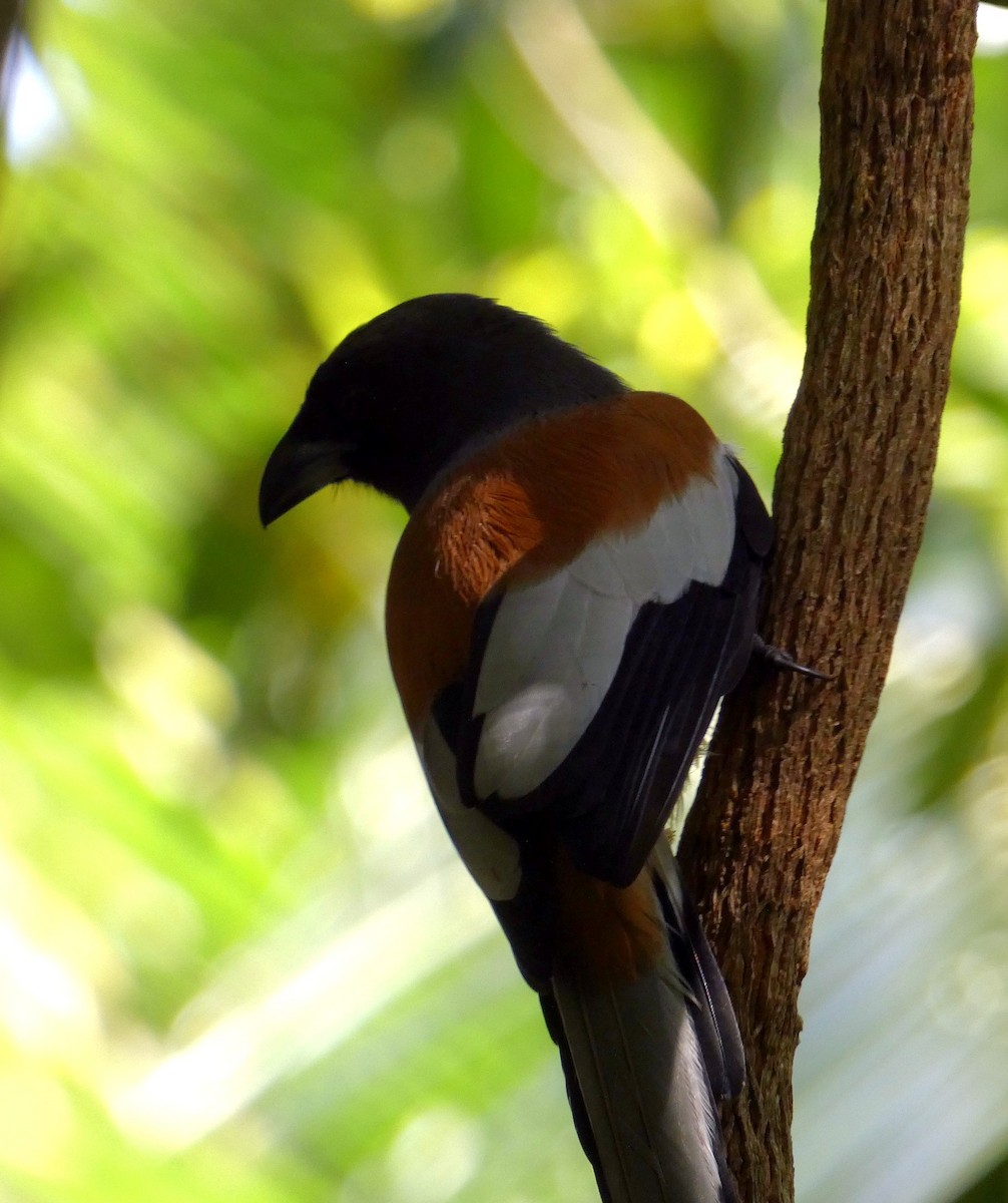 Rufous Treepie - ML641783127