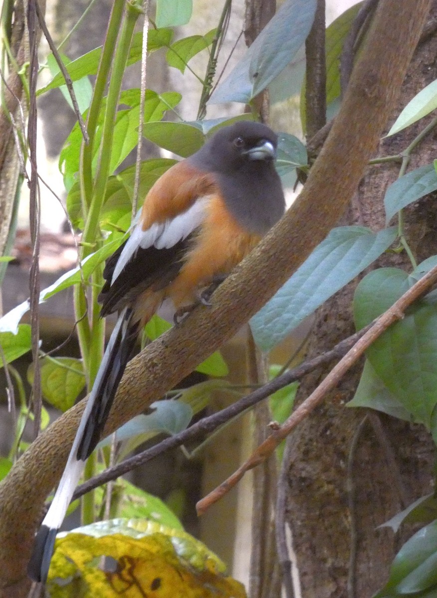 Rufous Treepie - ML641783128