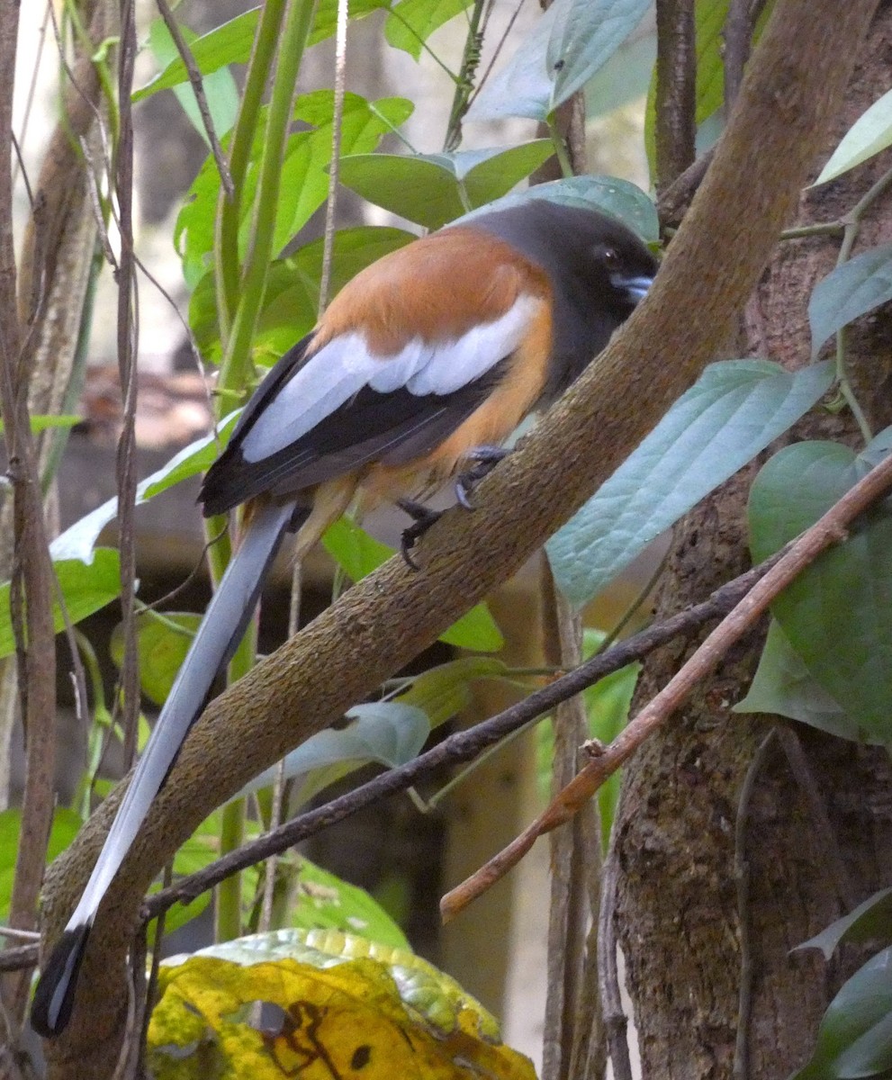 Rufous Treepie - ML641783129