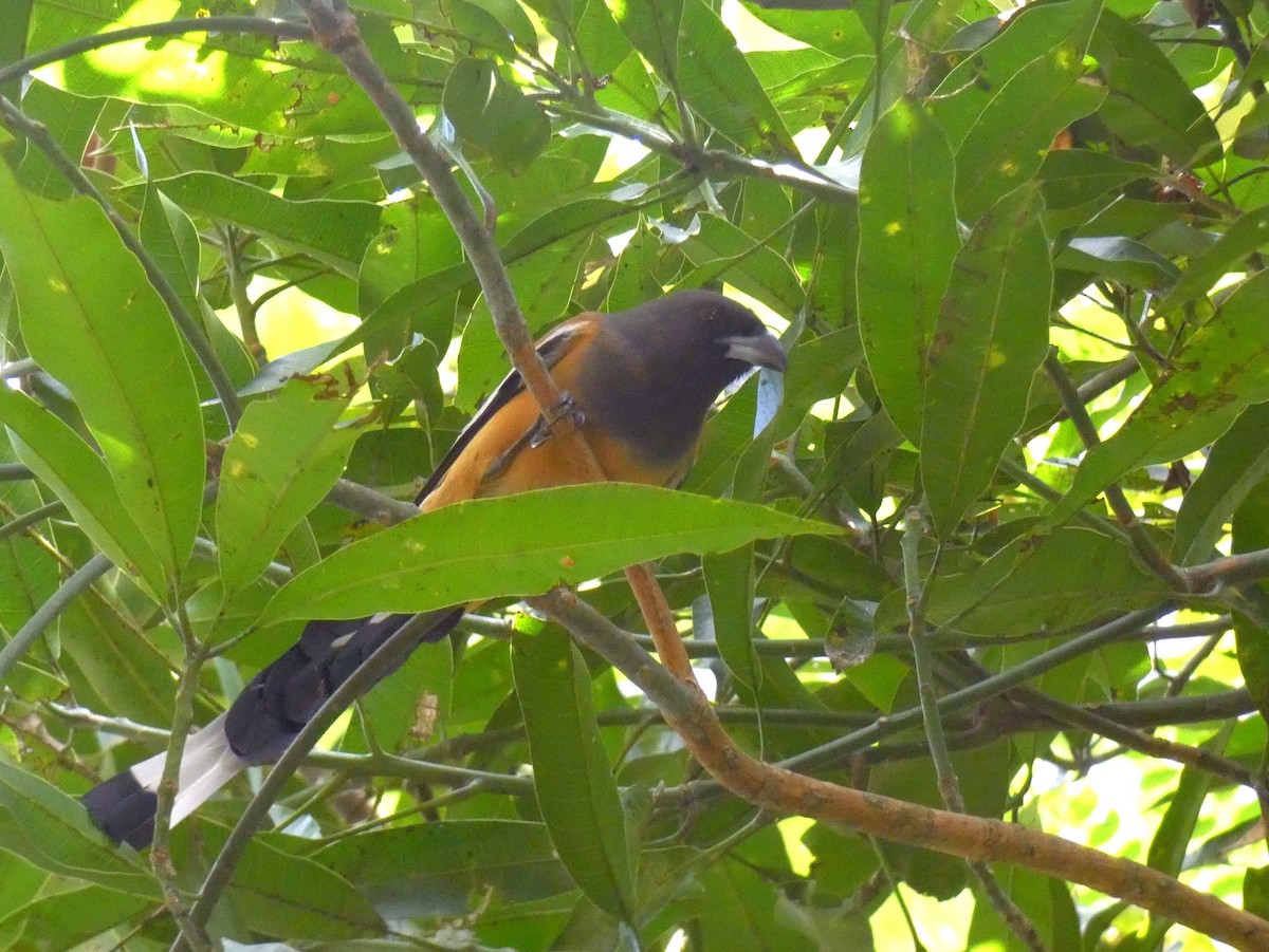 Rufous Treepie - ML641783130