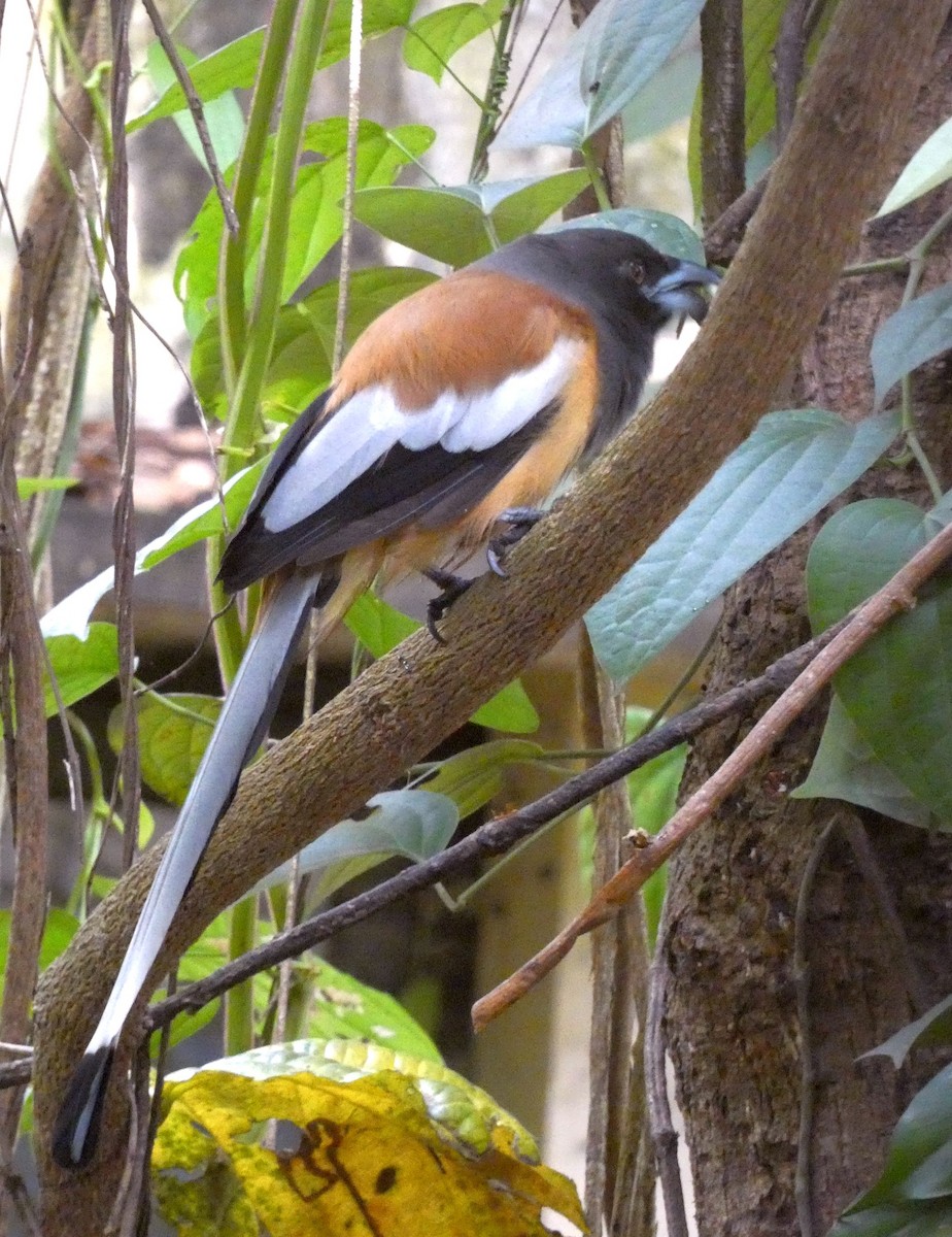 Rufous Treepie - ML641783131