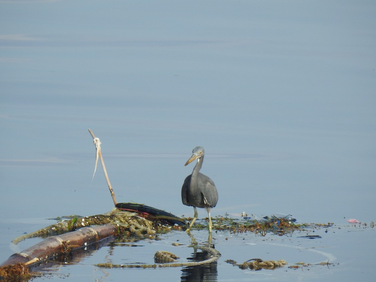 Pacific Reef-Heron - ML641783133
