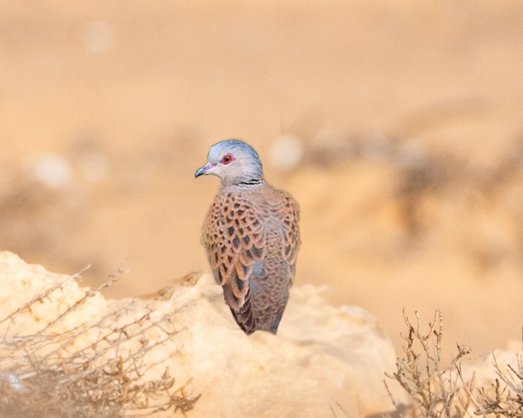 European Turtle-Dove - ML641783134
