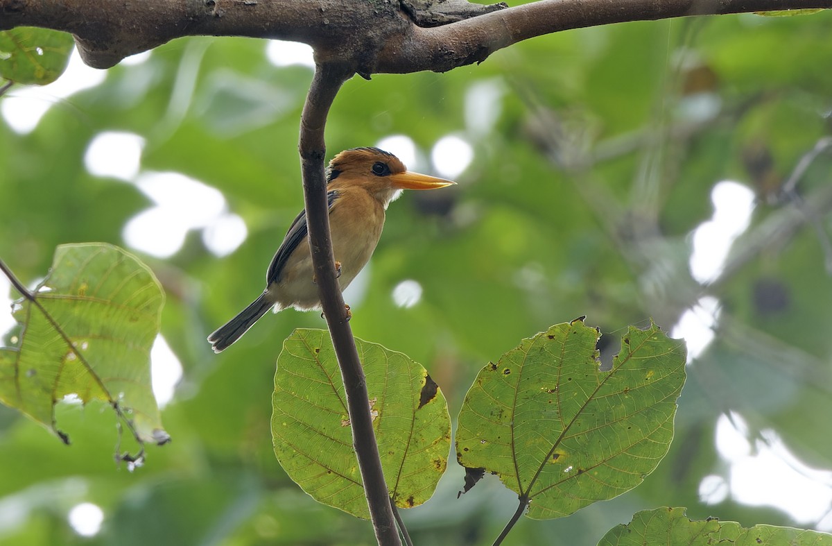 Yellow-billed Kingfisher - ML641783136