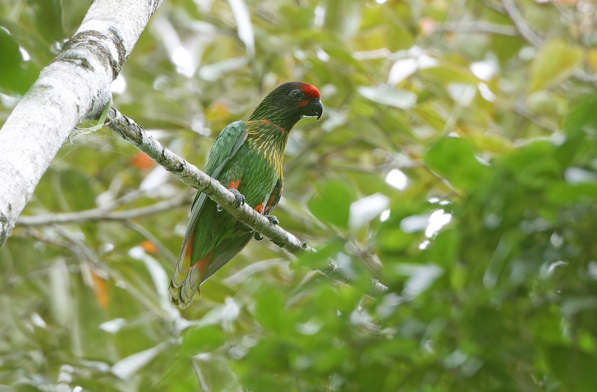 Yellow-streaked Lory - ML641783138