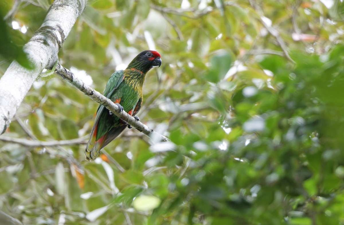 Yellow-streaked Lory - ML641783139