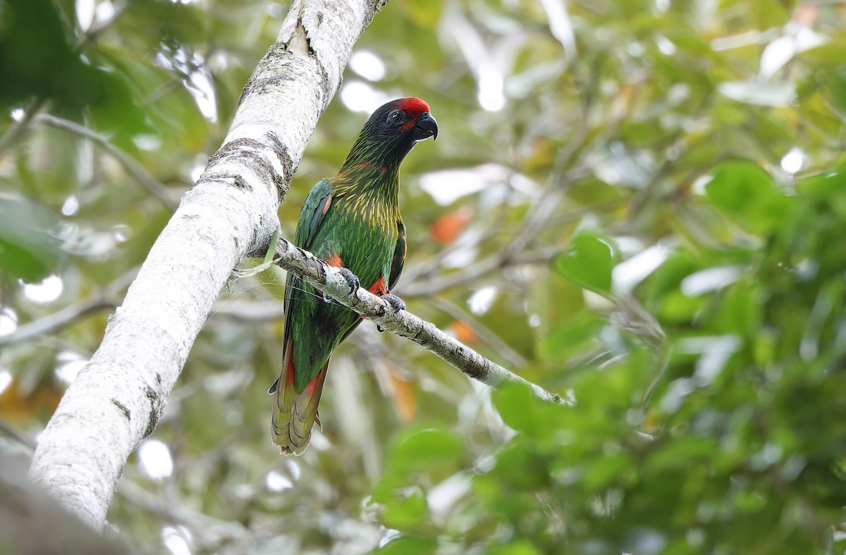 Yellow-streaked Lory - ML641783140