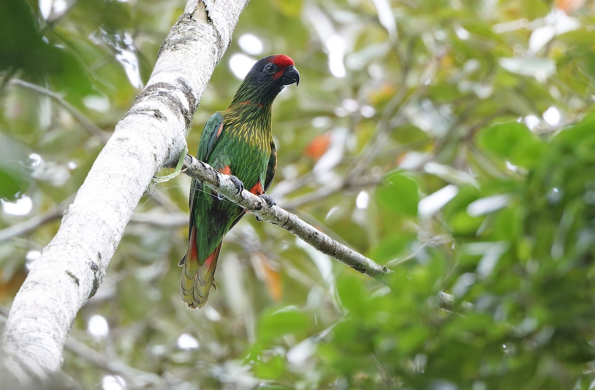 Yellow-streaked Lory - ML641783141