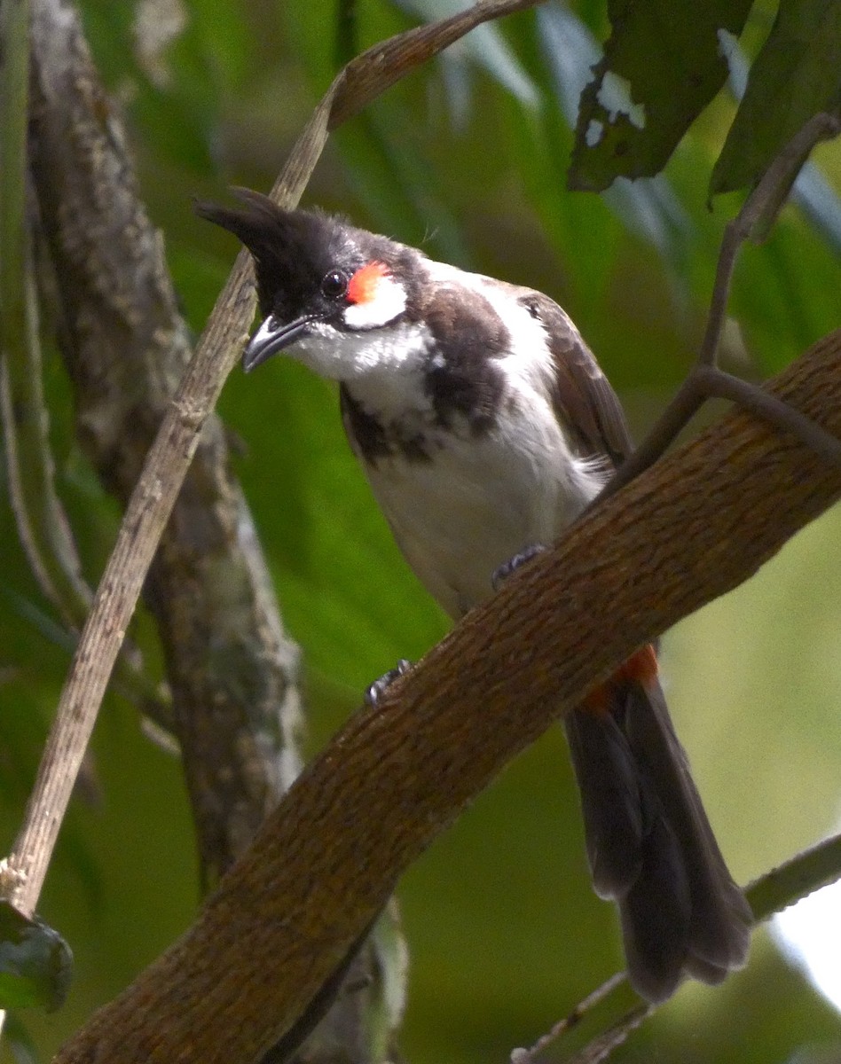 Red-whiskered Bulbul - ML641783142