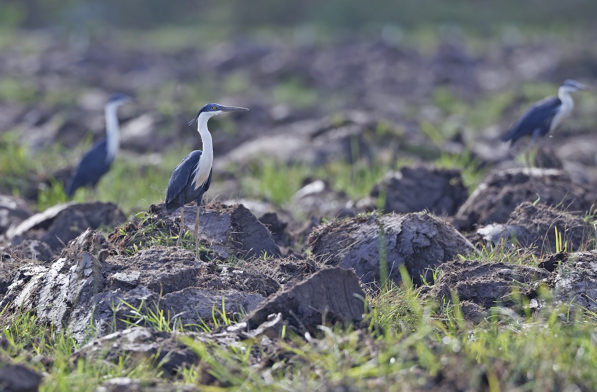 Pied Heron - ML641783143