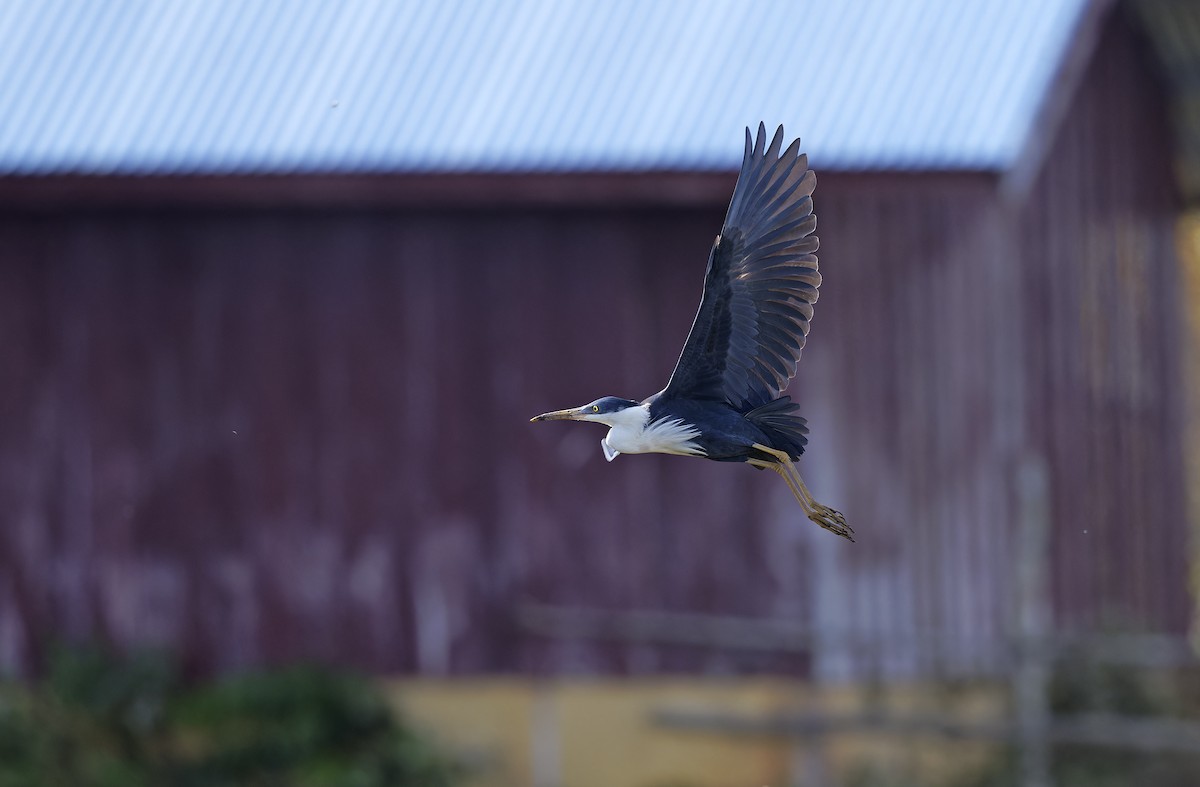 Pied Heron - ML641783144