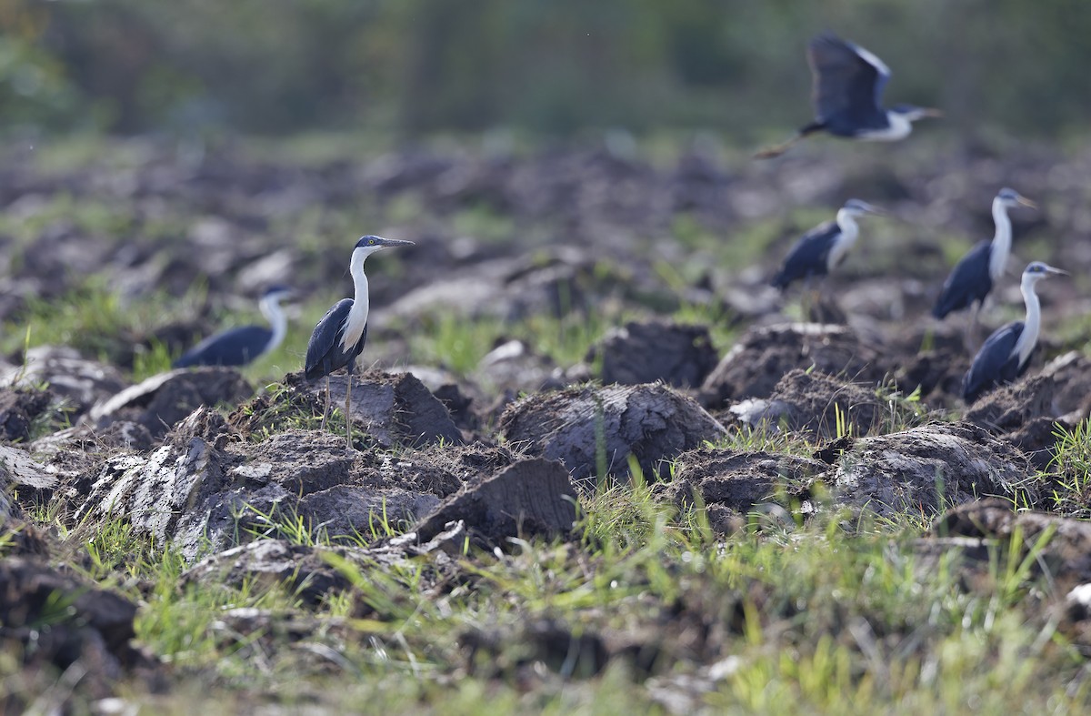 Pied Heron - ML641783145