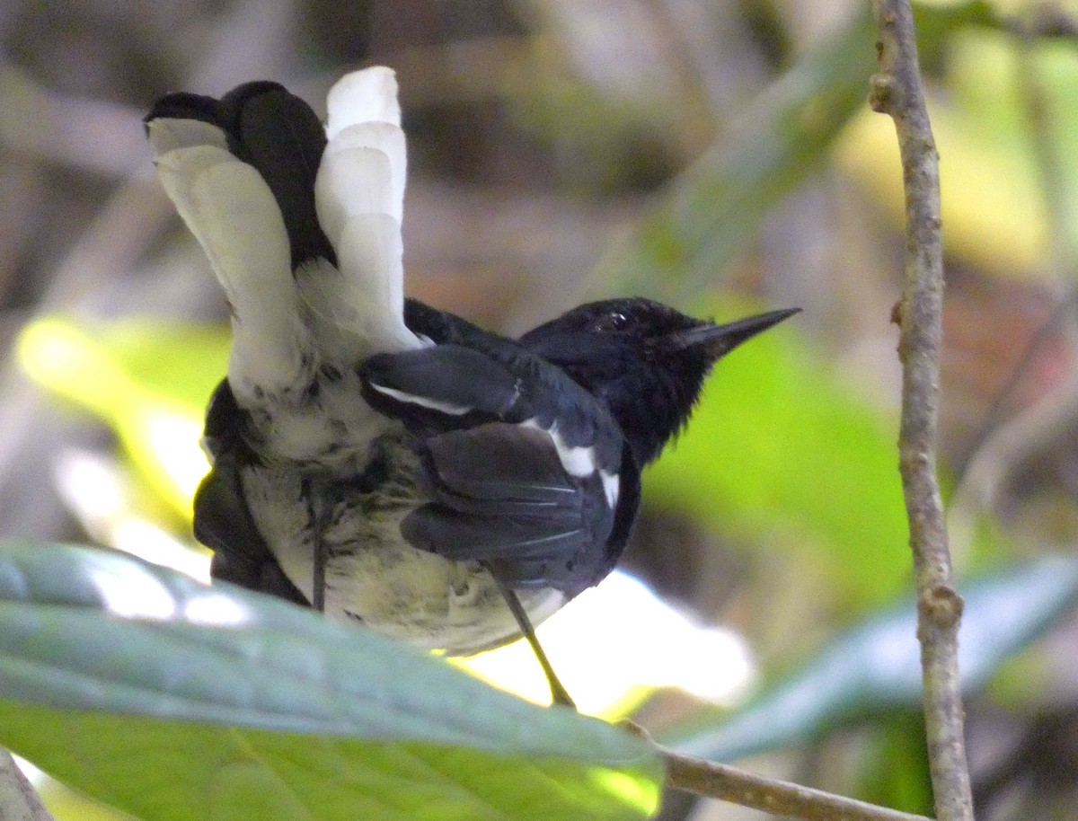 Oriental Magpie-Robin - ML641783146