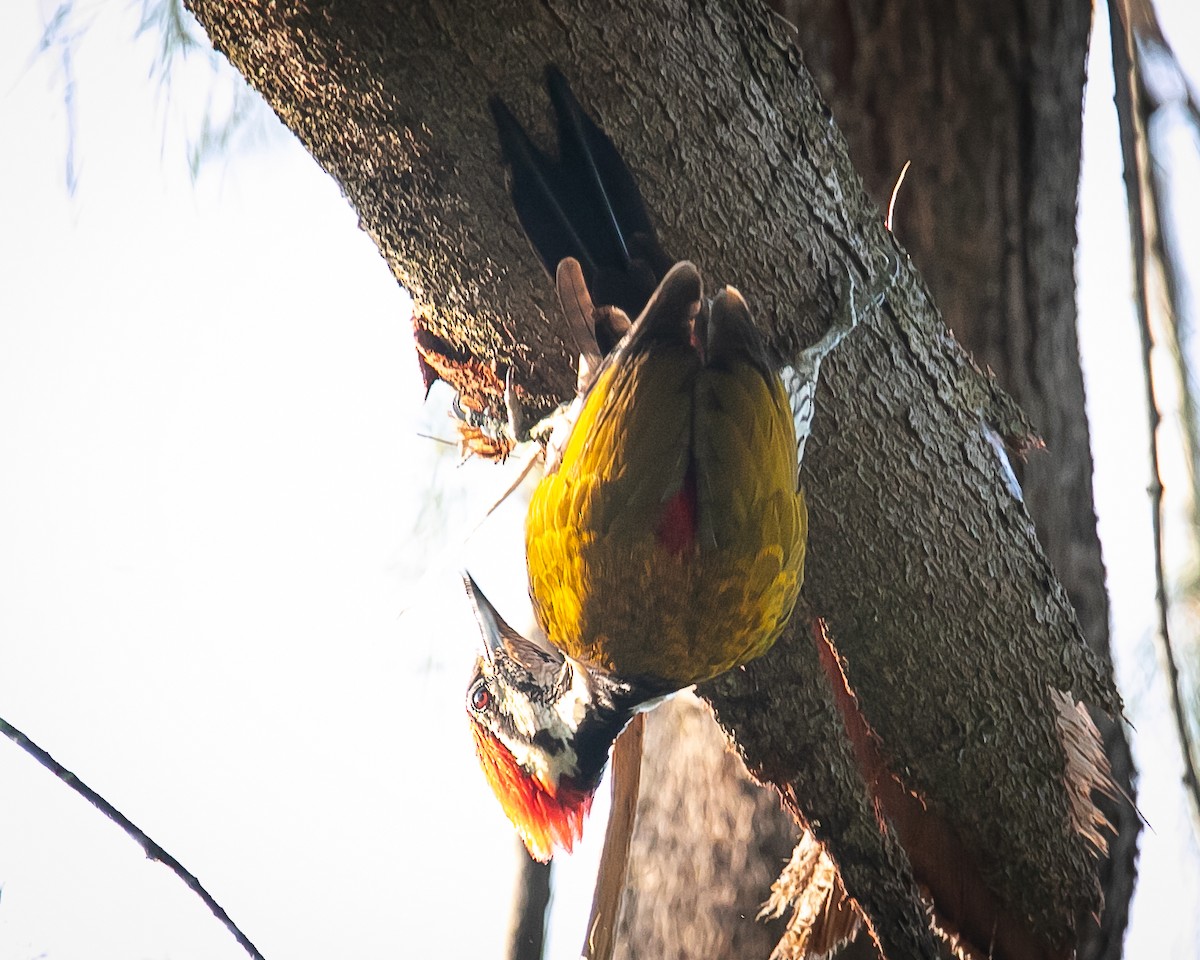 Common Flameback - ML641783148