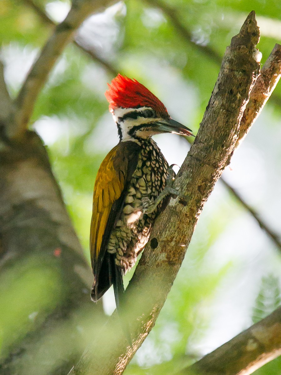 Common Flameback - ML641783149