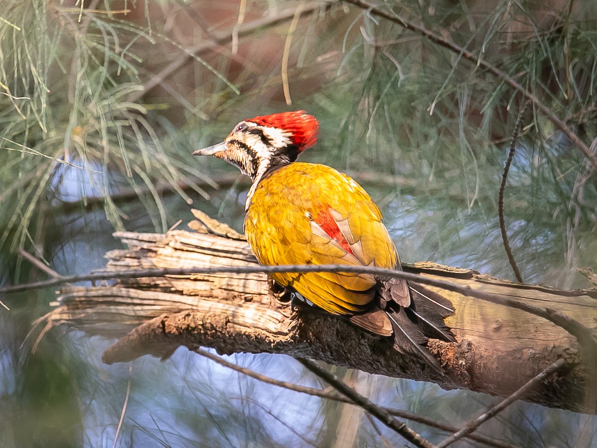 Common Flameback - ML641783150