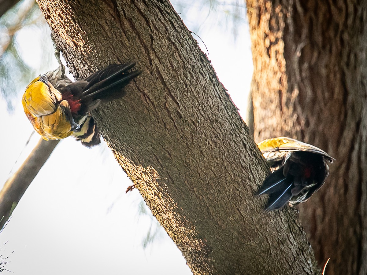 Common Flameback - ML641783151