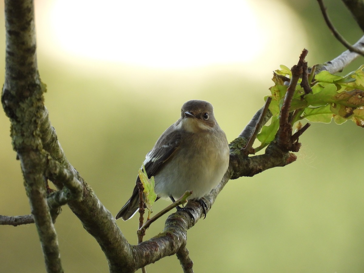 European Pied Flycatcher - ML641783154