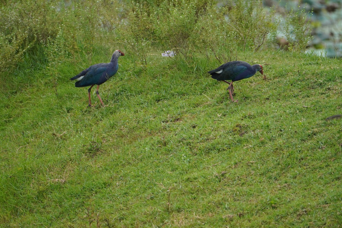 Gray-headed Swamphen - ML641783156