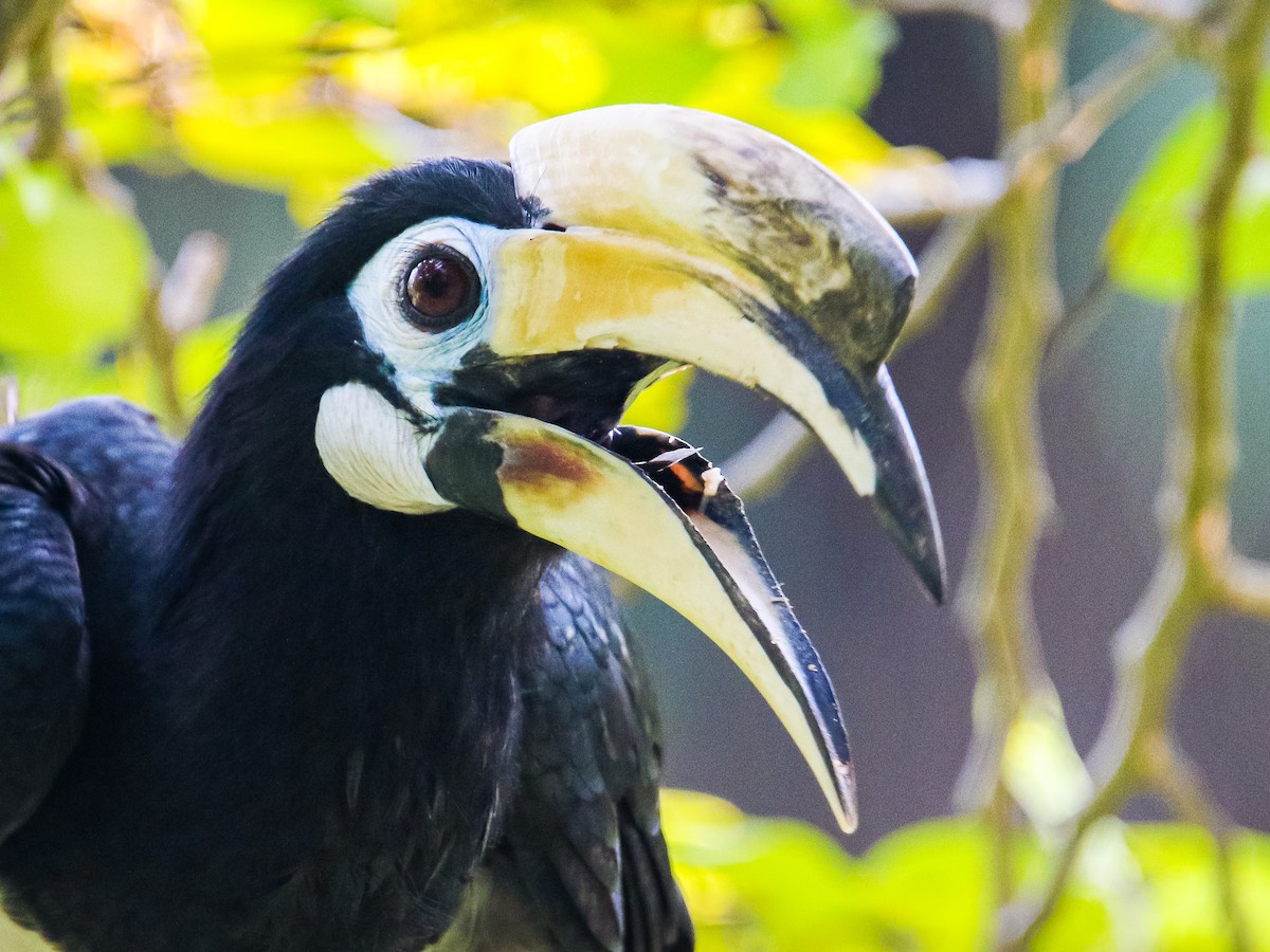 Oriental Pied-Hornbill - ML641783173