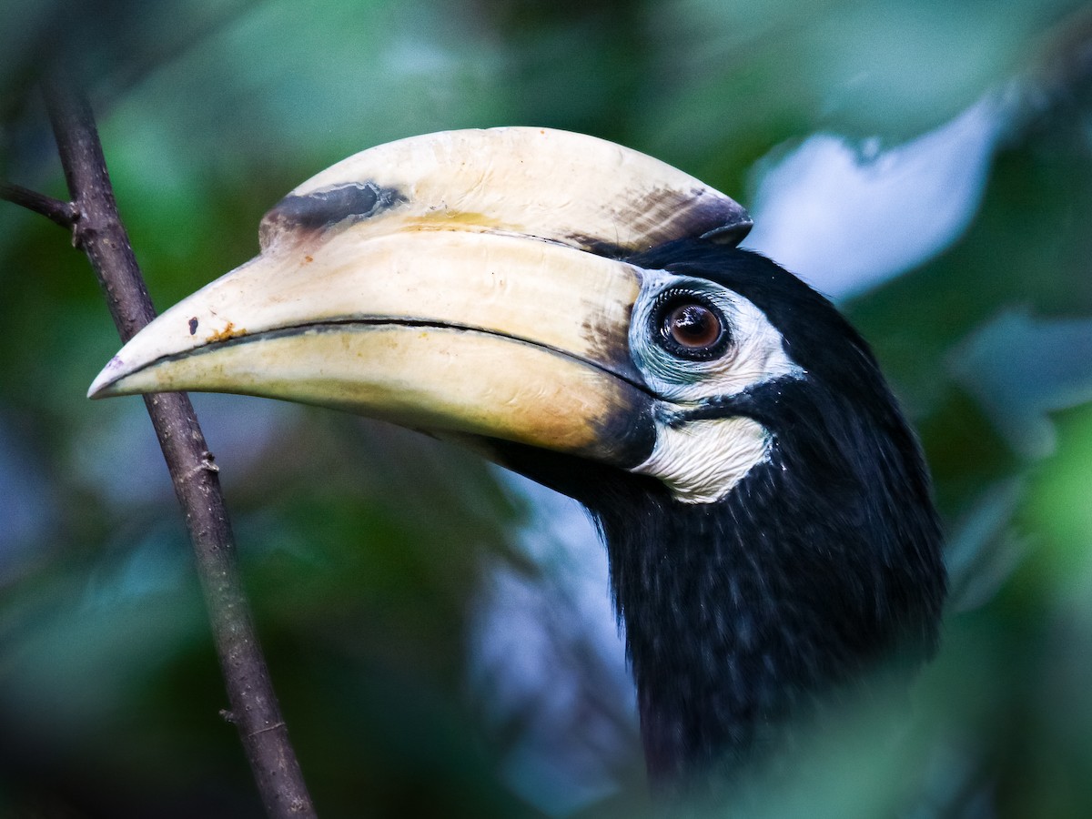 Oriental Pied-Hornbill - ML641783174