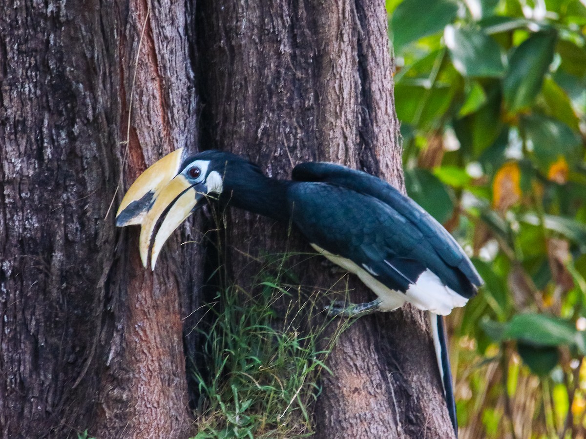 Oriental Pied-Hornbill - ML641783175
