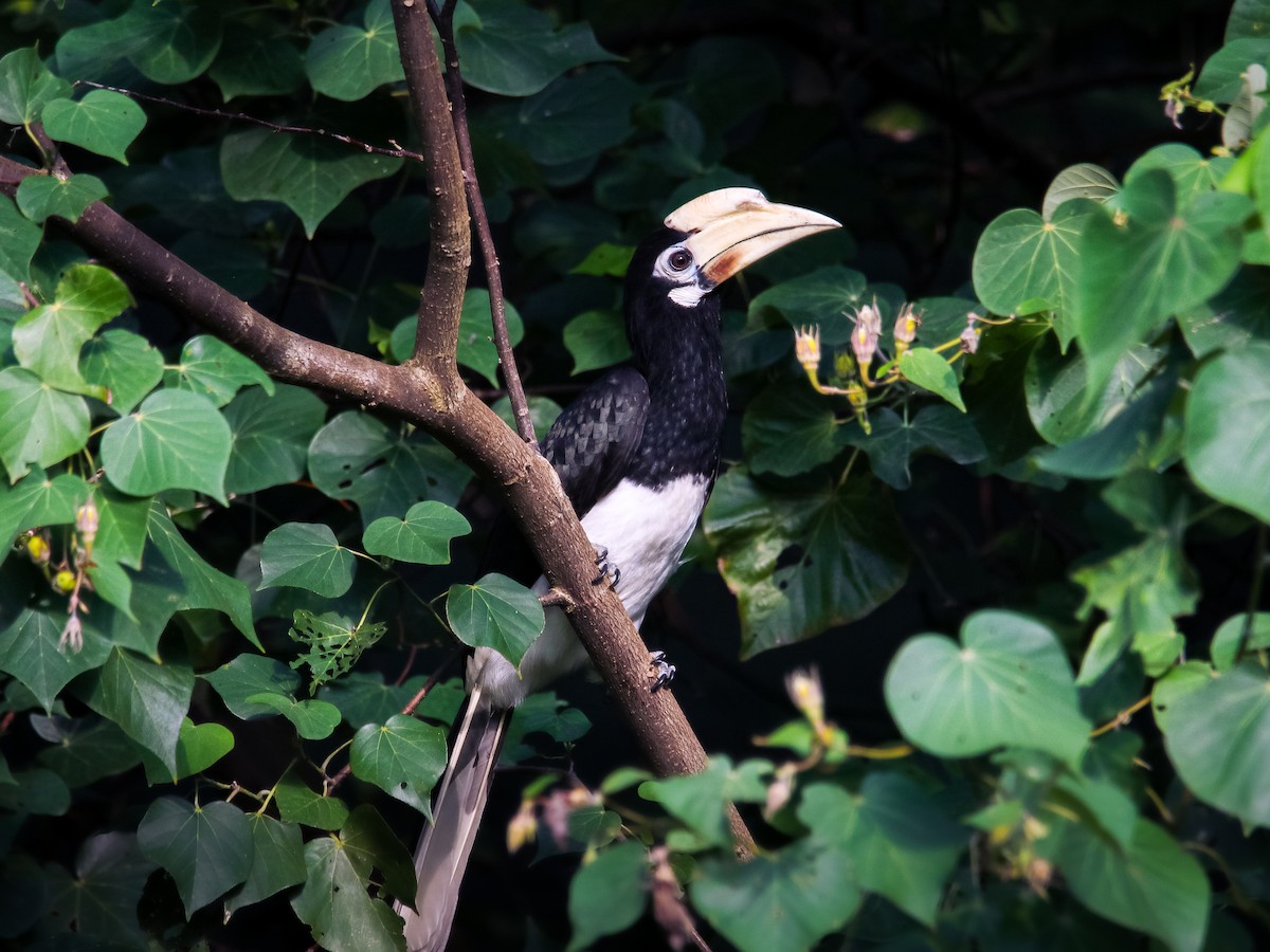 Oriental Pied-Hornbill - ML641783176