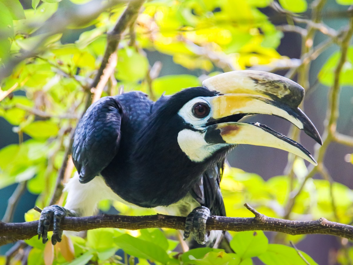 Oriental Pied-Hornbill - ML641783178