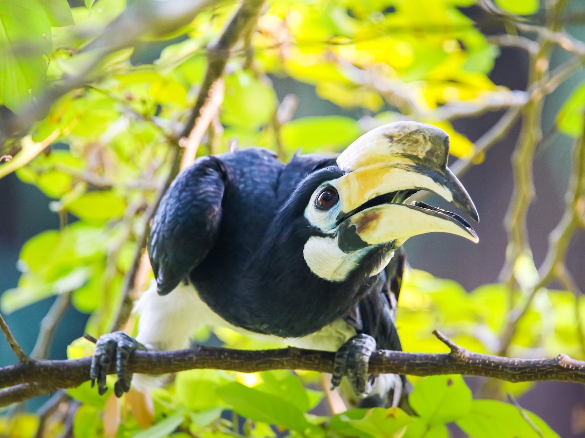 Oriental Pied-Hornbill - ML641783179