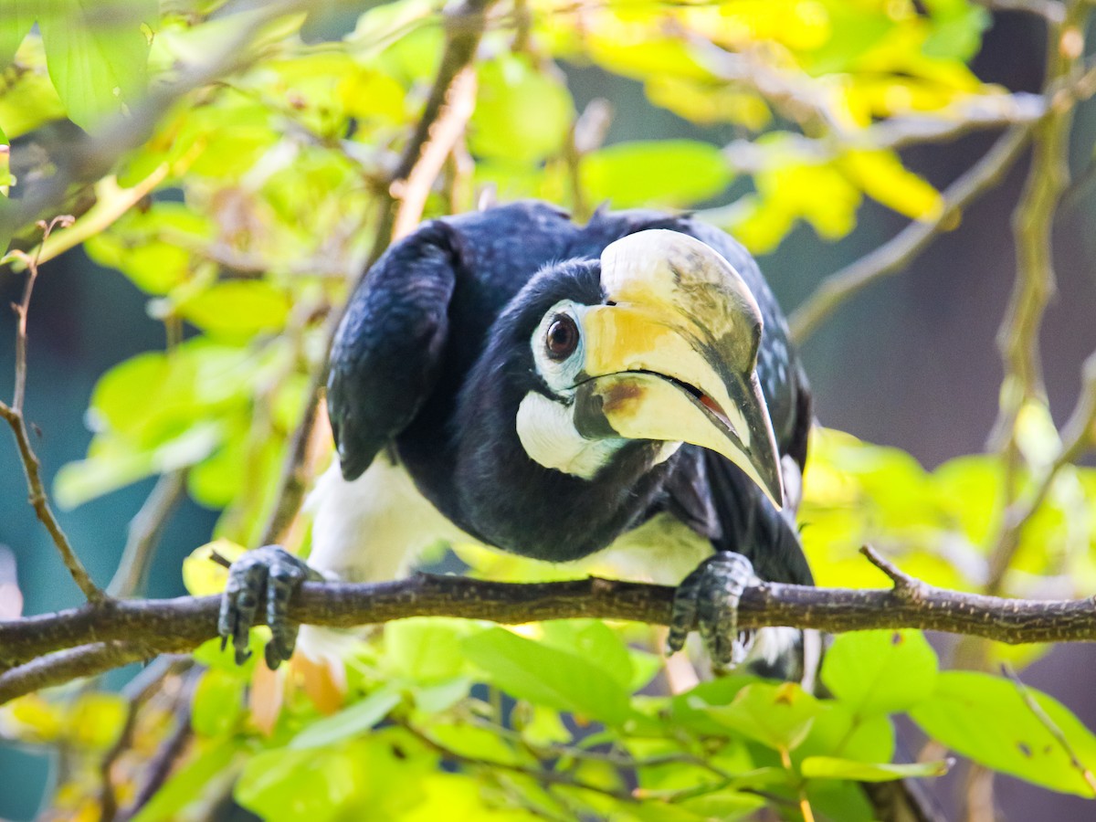 Oriental Pied-Hornbill - ML641783180