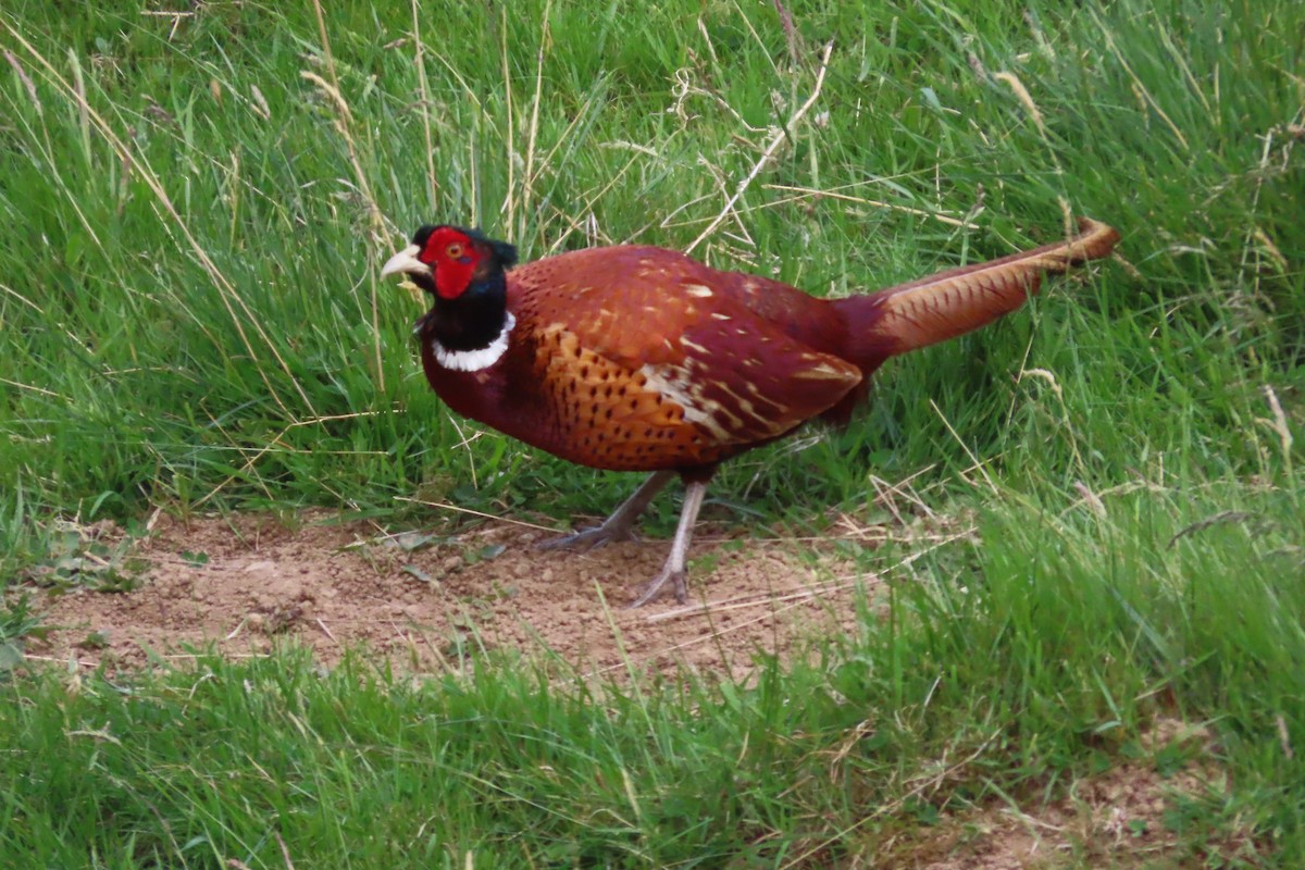 bažant obecný - ML641783195